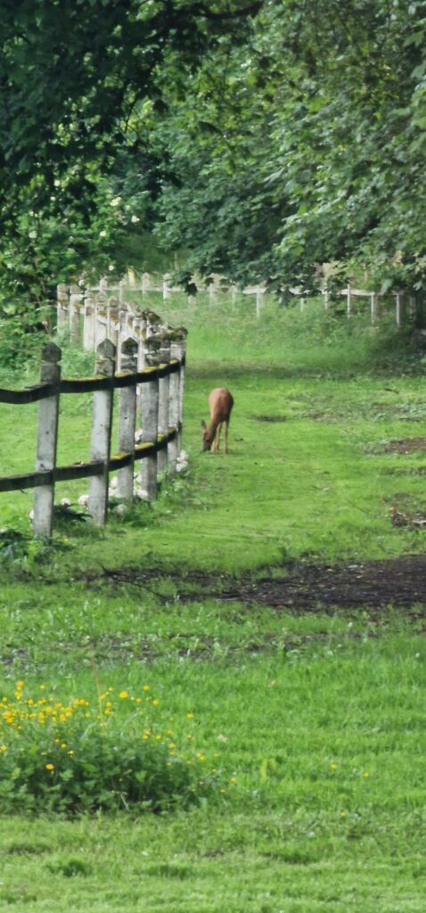 Herten, natuurlijk leven, kasteel van blier, gîte, hotel, vakantiehuisje, huisje, vakantiehuis, toerisme, reserveren, weekend, vakantie, ardennen, grote groepen, fiets, wandelen, 62, 61, 60, 59, 58, 57, 56, 55, 54, 53, 52, 51, 50, 49, 48, 47, 46, 45, 44, 43, 42, 41, 40, 39, 38, 37, 36, 35, gasten, gast